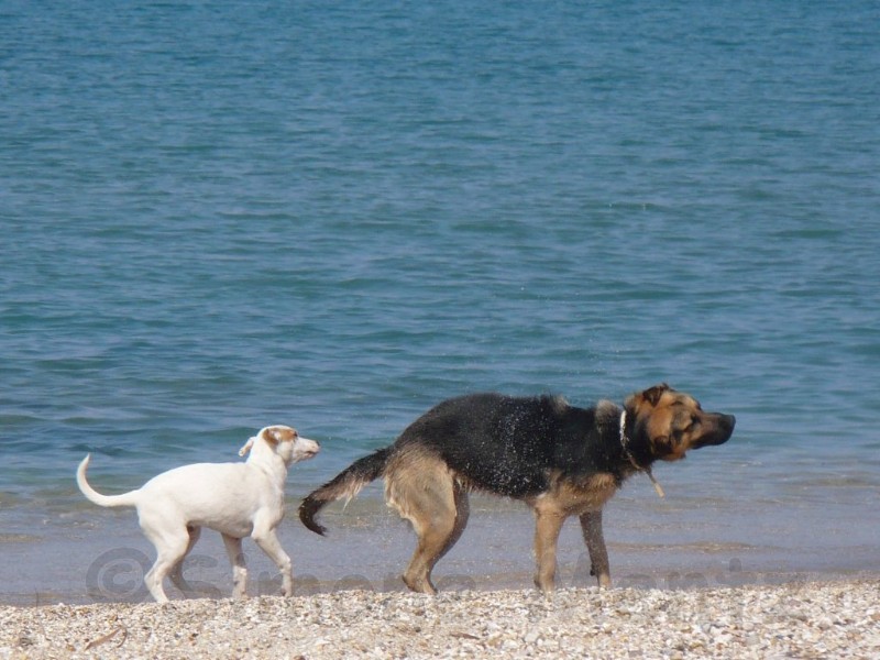 Images/Tiere_ (02).jpg